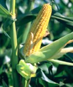 corn2 corn